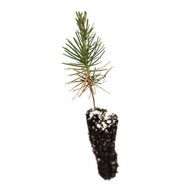 Johnsteen Company Packaged Live Trees