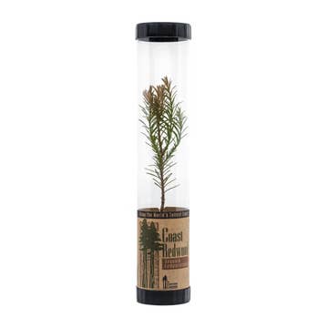 Johnsteen Company Packaged Live Trees