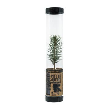 Johnsteen Company Packaged Live Trees