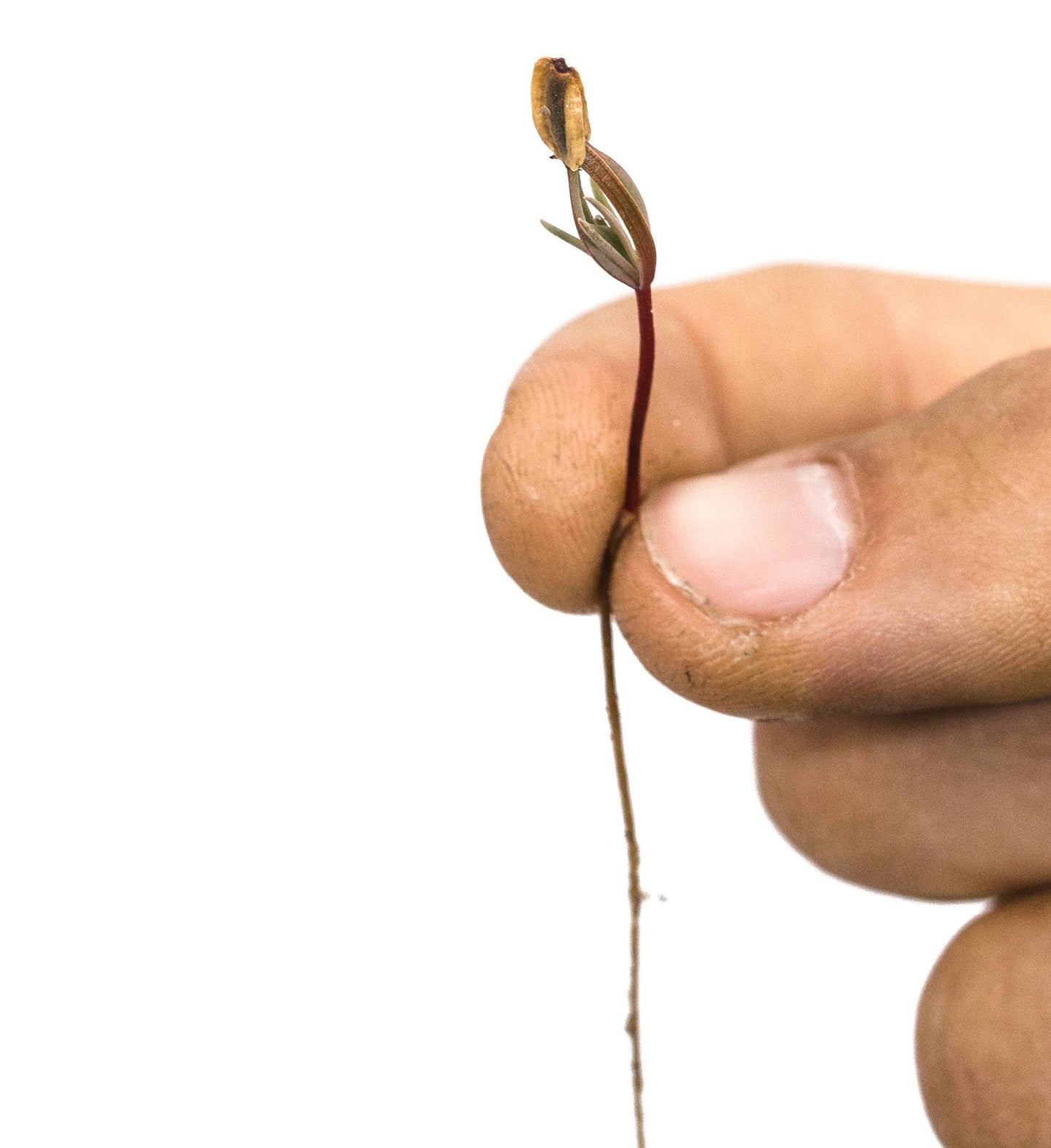 Giant Sequoia | Seed Grow Kit